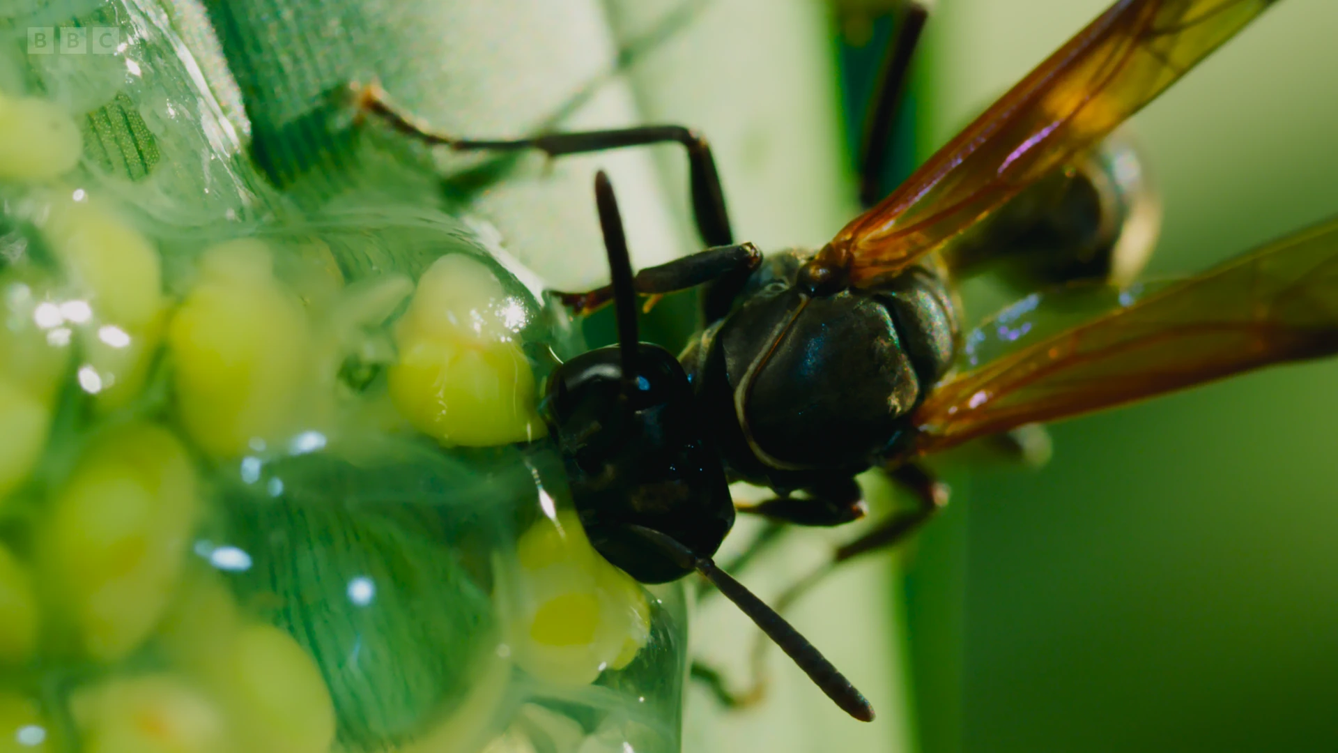 Wasp sp. ([genus Polybia]) as shown in Planet Earth II - Jungles